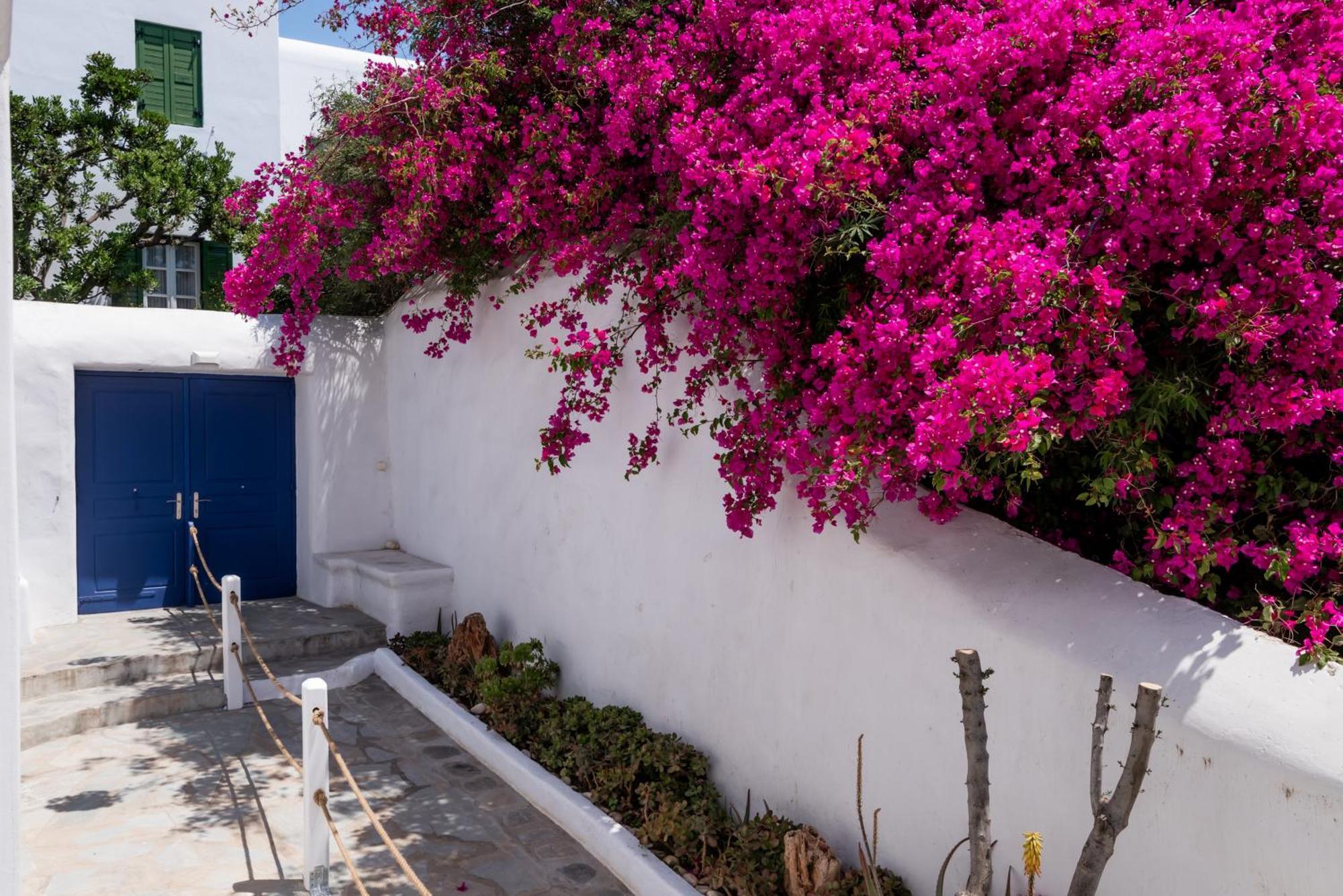 Olive Tree & Capari Mykonos Town Homes & Apartments With Pool! Eksteriør billede